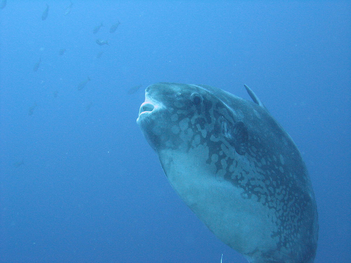 Mondfisch Mondfisch