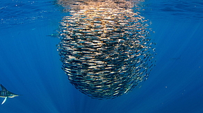 Tauchsafari Magdalena Bay und Socorro