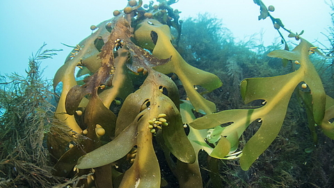 © Kamillo Weiss © Kamillo Weiss