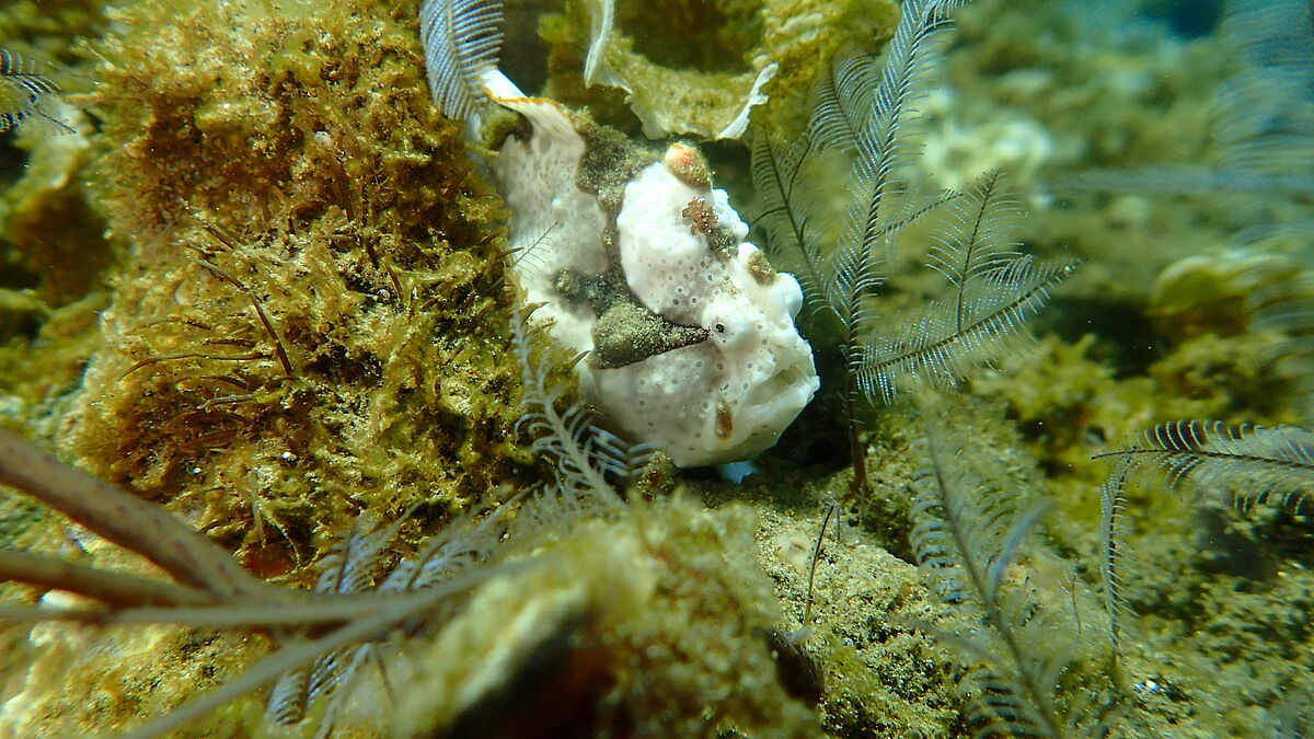 Anglerfisch Anglerfisch