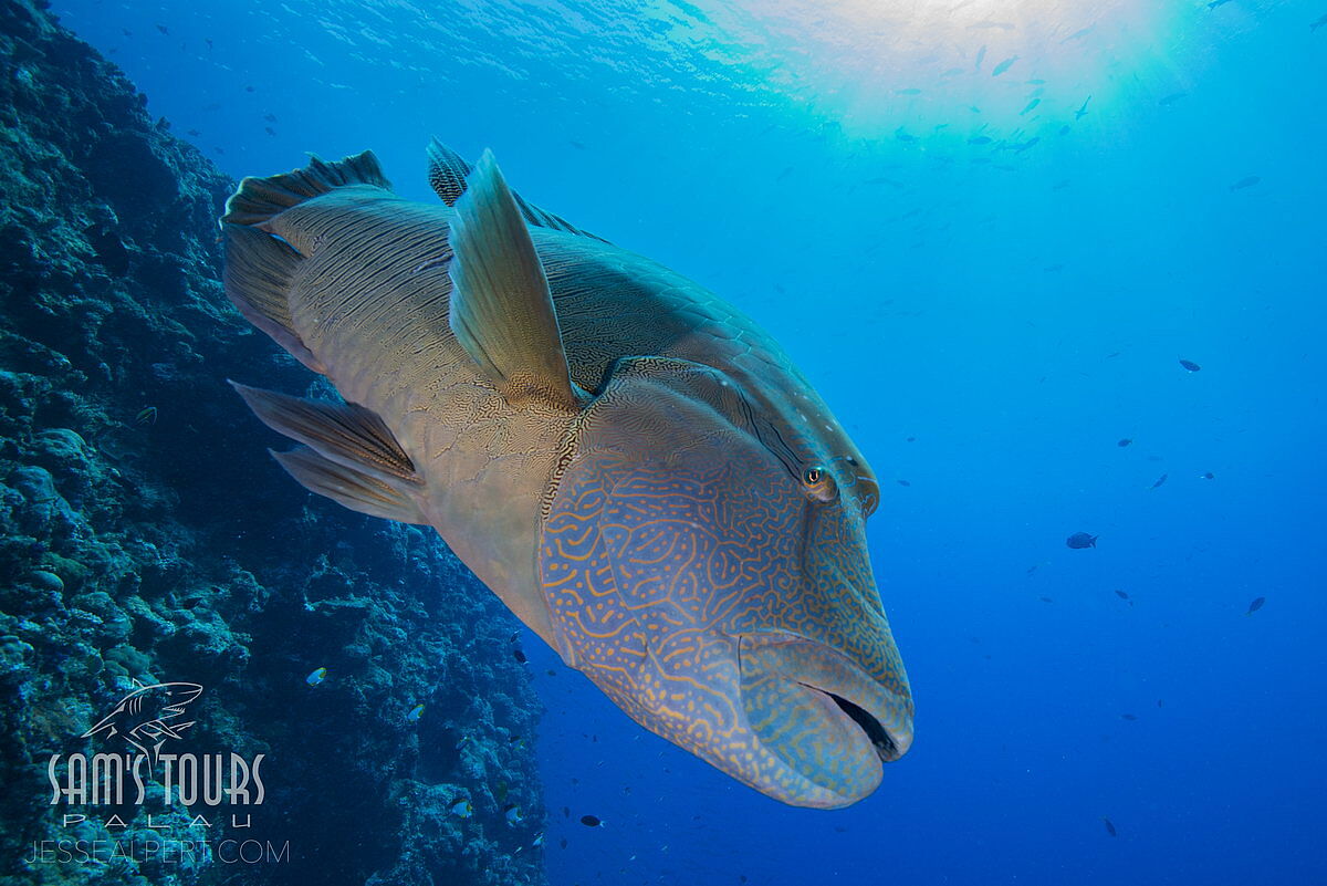 Napoleon-Lippfisch, © Sam's Tours/Jesse Alpert Napoleon-Lippfisch