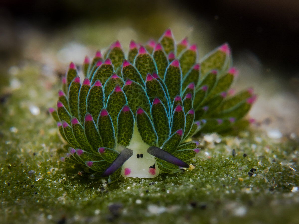 Tauchen in Lembeh