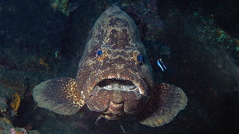 © Gangga Divers © Gangga Divers