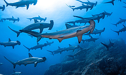 Hammerhaie, Mikomoto