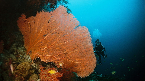 © Gangga Divers © Gangga Divers