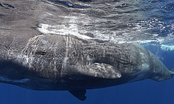 Wale und Delfine, Azoren