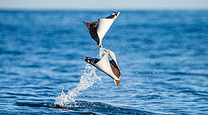 Tauchsafari Sea of Cortez und Socorro