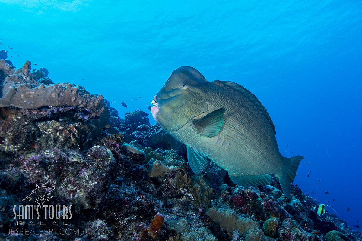 Büffelkopf-Papageifisch, © Sam's Tours/Jesse Alpert Büffelkopf-Papageifisch