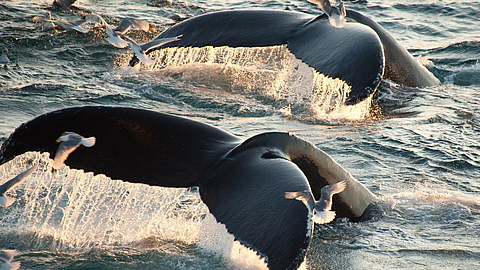 © Erwin Vermeulen © Erwin Vermeulen