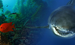Weißer Hai, Guadalupe