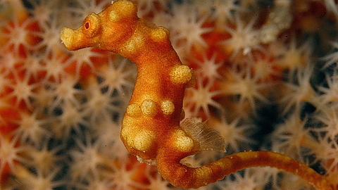 © Magic Island Dive Resort