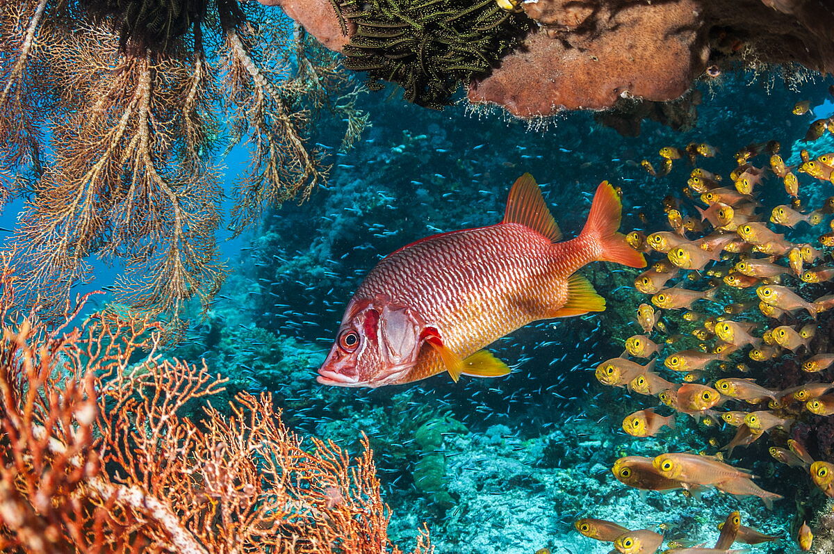 Raja Ampat, © Thomas Haider Raja Ampat, © Thomas Haider