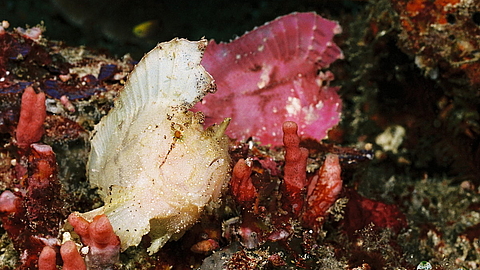 © Gangga Divers © Gangga Divers