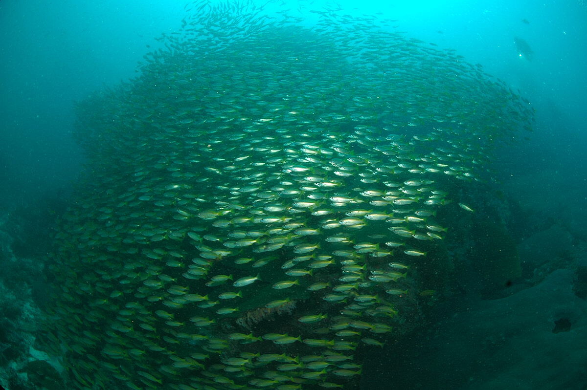Tauchen mit Sea Bees Tauchen mit Sea Bees