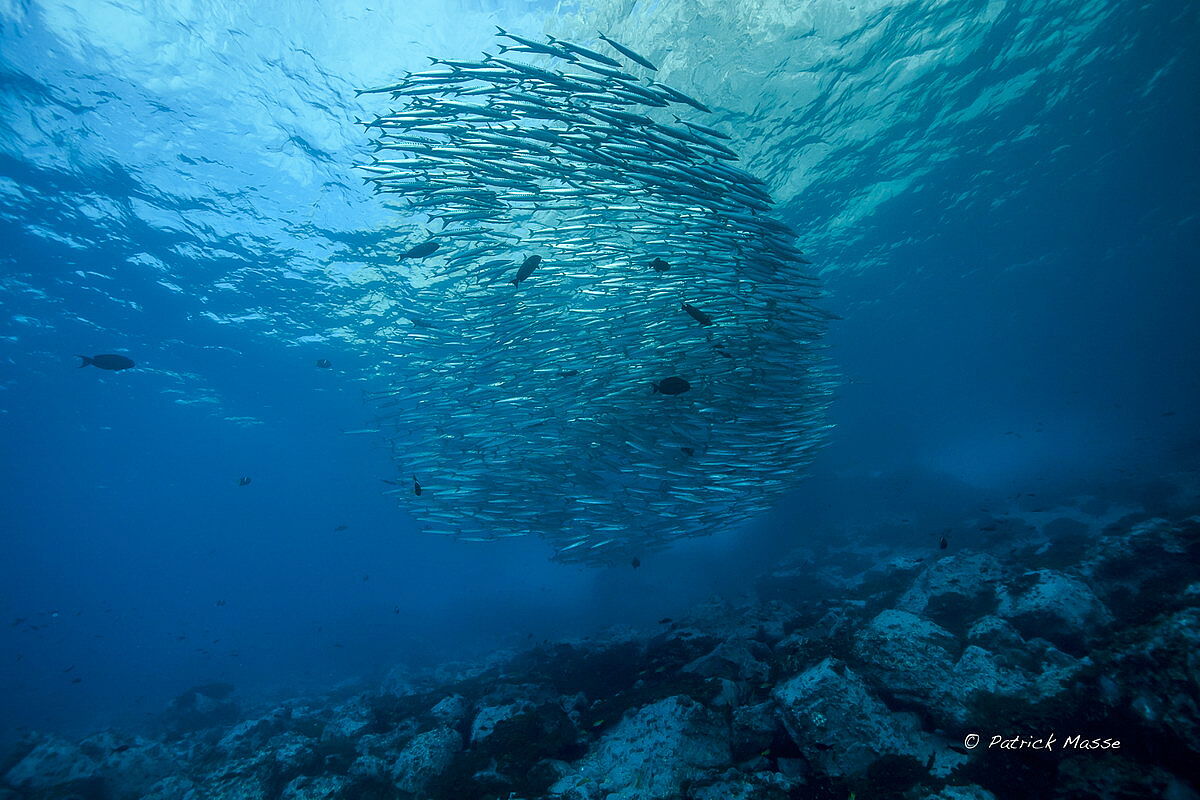 Tauchen in Malpelo Tauchen in Malpelo