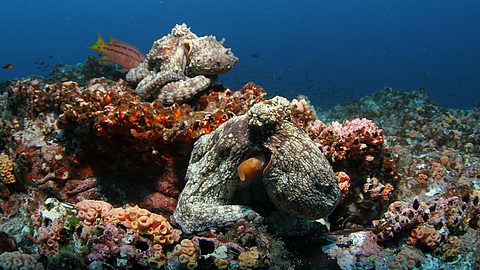 © Underseahunter Fleet