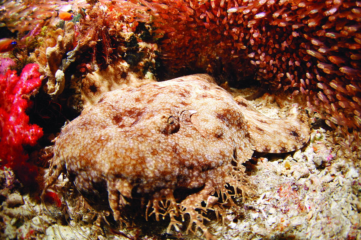Wobbegong Wobbegong