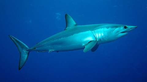 © Patrick Doll © Patrick Doll