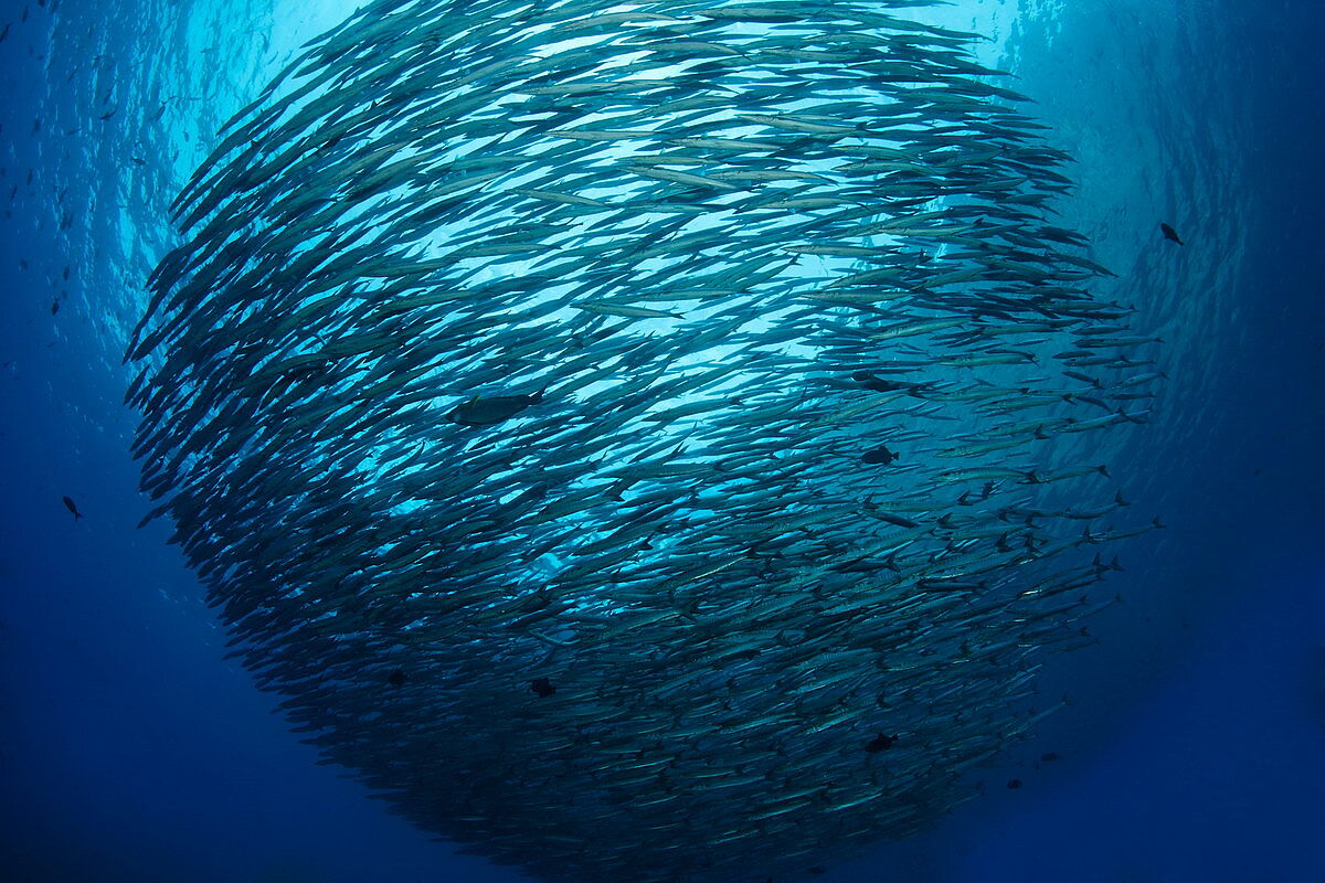 Tauchen in Malpelo Tauchen in Malpelo