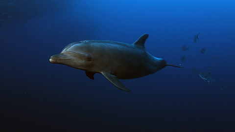 © Underseahunter Fleet