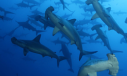 Hammerhaie, Malpelo