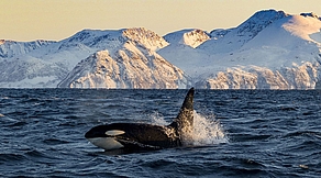 Orca Camp Norwegen