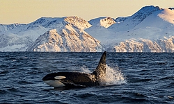 Orca Camp Norwegen