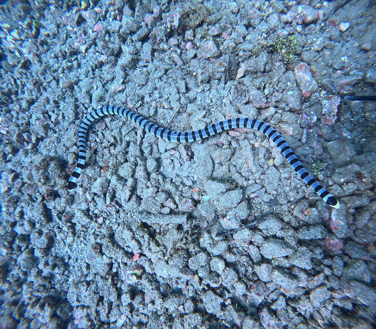 Seeschlange Seeschlange