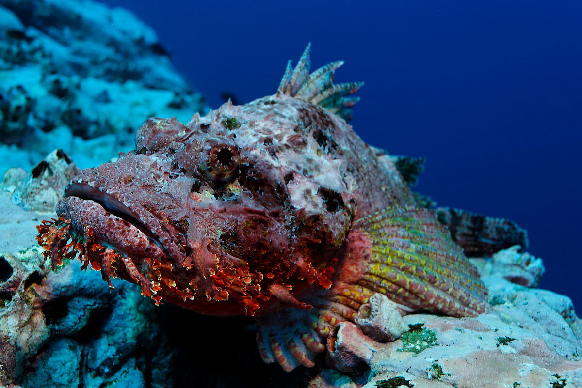 Tauchen in Malpelo Tauchen in Malpelo
