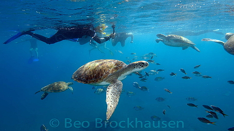 Schildkröten