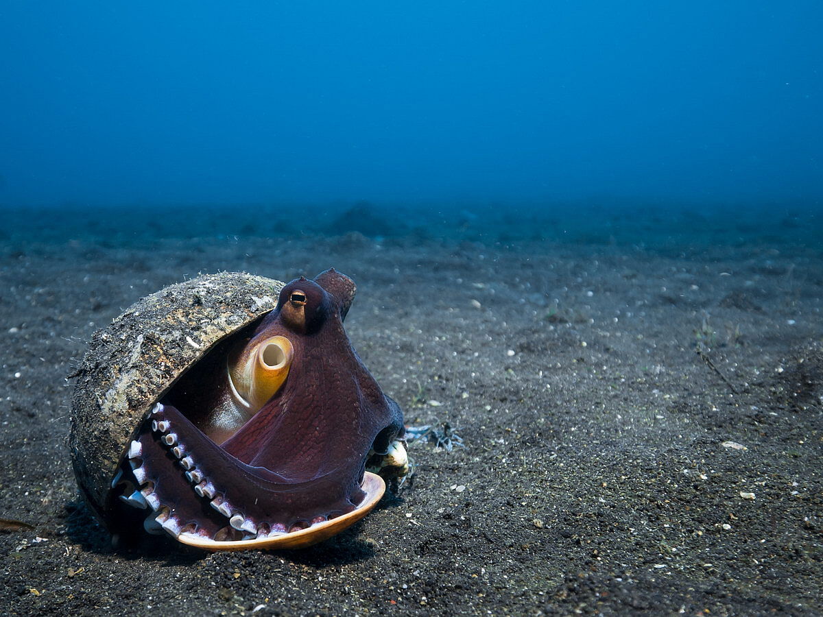 Tauchen in Lembeh