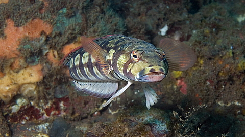 © Gangga Divers © Gangga Divers