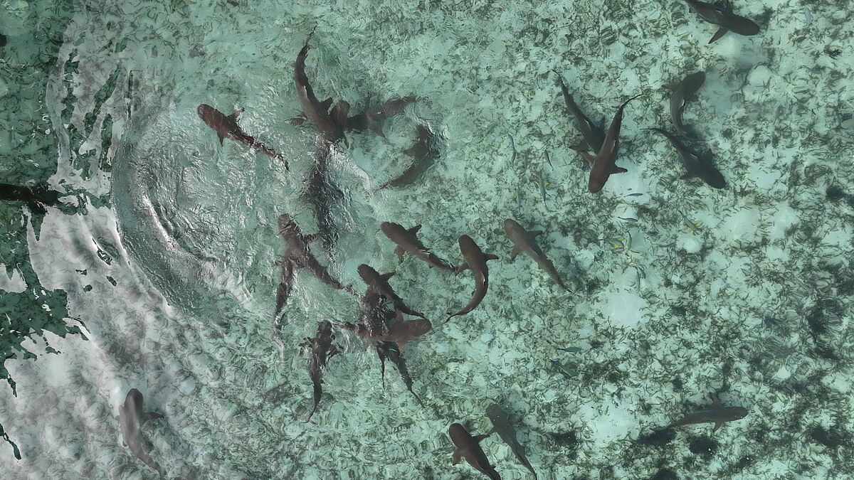 Sharks © Val Sakhenko Sharks