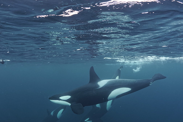 © Wolfgang Altmann © Wolfgang Altmann