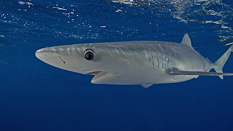 © Patrick Janda Tomas Koutoc © Patrick Janda Tomas Koutoc