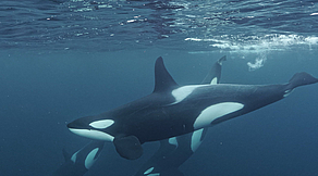 Orca-Expedition Norwegen Orca-Expedition Norwegen