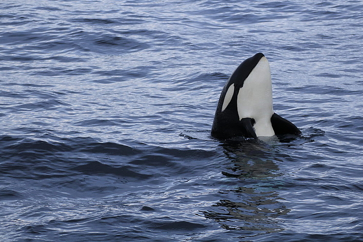 © Wolfgang Altmann © Wolfgang Altmann