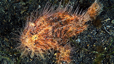 © Uwe Sehls © Uwe Sehls