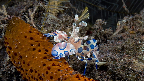 © Gangga Divers © Gangga Divers