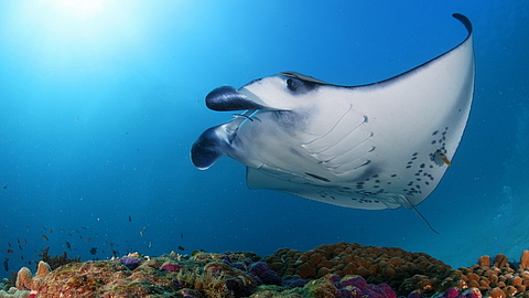 © Robert Wilpernig © Robert Wilpernig