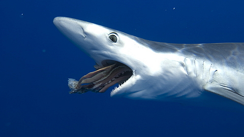 © Patric Janda Tomas Koutoc © Patric Janda Tomas Koutoc