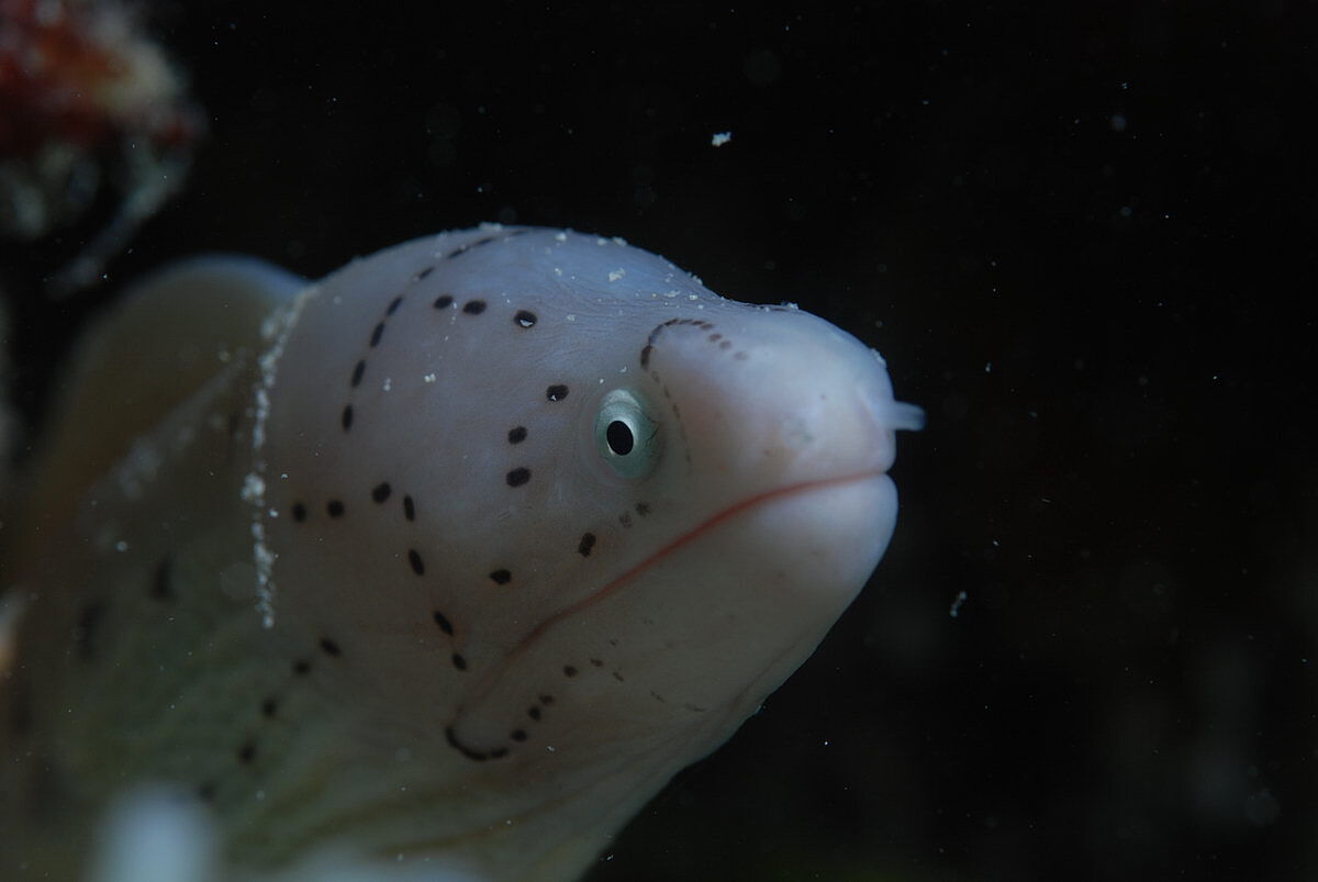 Tauchen auf den Seychellen