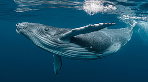 Silver Bank - Buckelwale