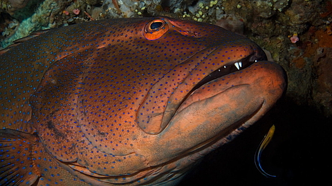 © Gangga Divers © Gangga Divers