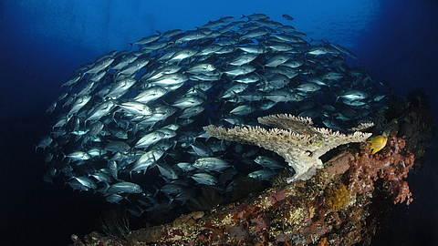 © Gangga Divers © Gangga Divers