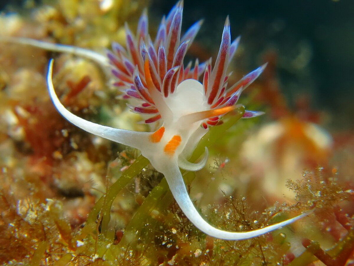 Nacktschnecke