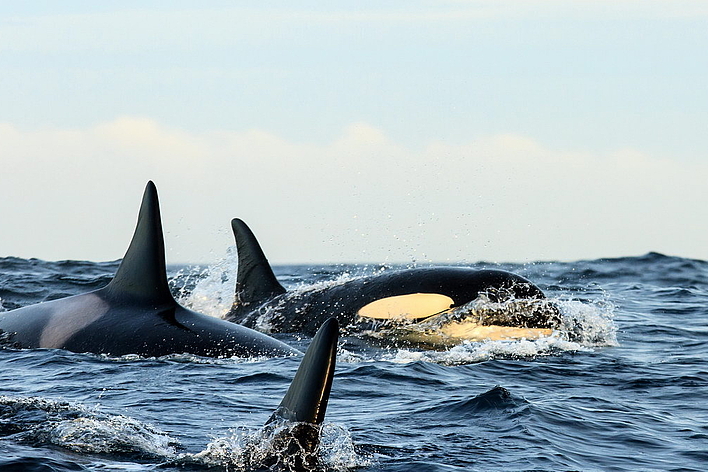 © K. Petterson © K. Petterson