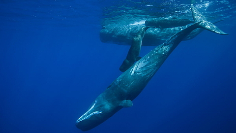 © Wade Hughes © Wade Hughes