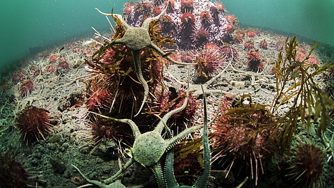 © Kamillo Weiss © Kamillo Weiss