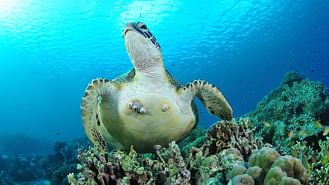 © Frankie van Reemortel